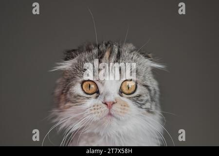 Scottish Fold Calico Kitten Cat Portrait Close Up sfondo grigio Foto Stock