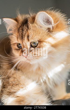 Gattino dritto scozzese ripiegato in arancione e crema da vicino con occhi verdi Sun Beam su fogli rosa al mattino Foto Stock