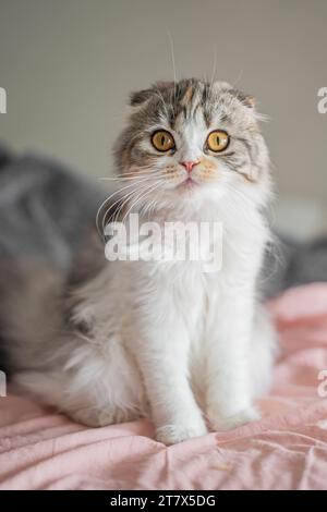 Gatto domestico, Feline, carino, animale, soffice, gattino, scozzese Fold Foto Stock