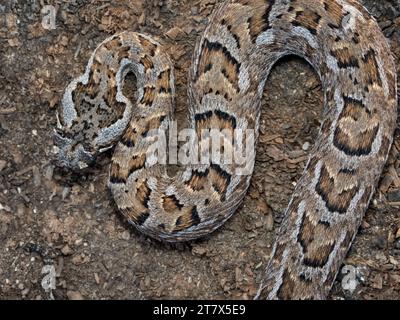 A Horned Adder (Bitis caudalis), una specie velenosa del Sudafrica Foto Stock