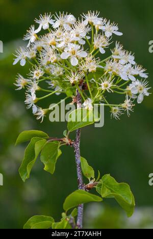 Ciliegia di Mahaleb (Prunus mahaleb), ciliegia profumata, ciliegia di St Lucie in piena fioritura Foto Stock