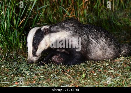 Badger (meles meles) che emerge al crepuscolo Foto Stock