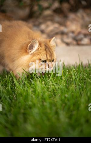 Orange Kitten Eating the Grass Lawn Foto Stock