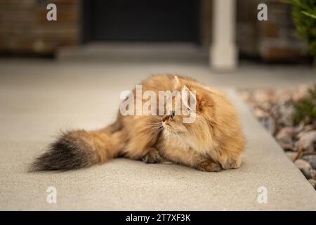 Gatto corto Longhair a strisce di zenzero con punta a coda scura Foto Stock