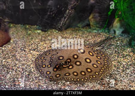 Motoro di Stingray, motoro di Potamotrygon in un acquario sul fondo sabbioso. Il fiume d'acqua dolce ha maculato il pavone grigio scuro che giace nella piscina dell'acquario, da vicino Foto Stock