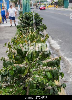 Piante di caffè (Coffea arabica) con fiori bianchi che crescono lungo la strada a Tres Rios, Costa Rica. Foto Stock