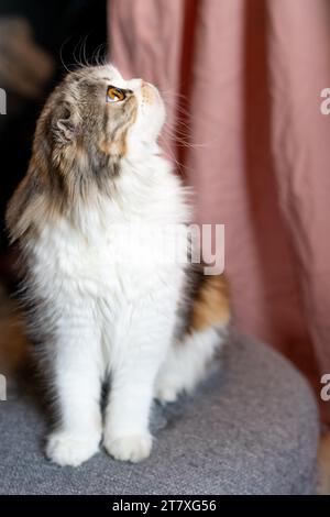 Scottish Fold Calico Cat che guarda le gambe tozze Foto Stock