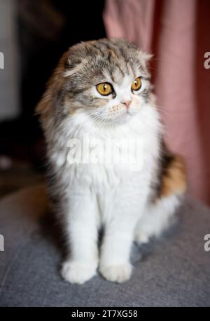 Scottish Fold Calico Cat che guarda le gambe tozze Foto Stock