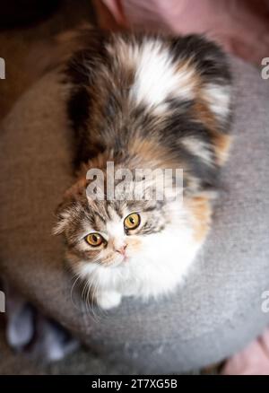 Scottish Fold Calico Cat che guarda rilassato Foto Stock