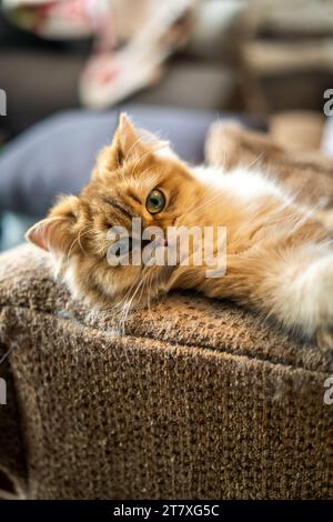 Ginger Cat faccia ravvicinata appoggiata sul lettino Foto Stock