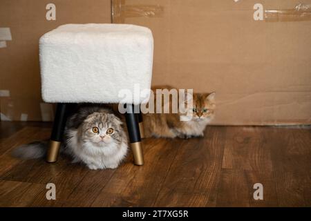Scottish Fold Cat, felini esotici dietro e sotto lo sgabello Foto Stock
