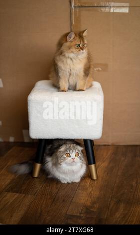 Scottish Fold Cat Exotic felines Stool Under Above Two Cats Foto Stock