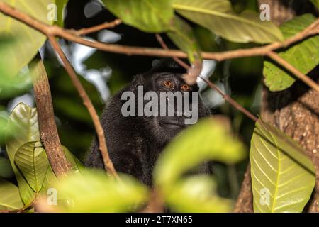 Un macaco crestato Celebes (Macaca nigra) per adulti, che si occupa della riserva naturale di Tangkoko Batuangus, Sulawesi, Indonesia, Sud-est asiatico Foto Stock