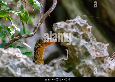 Un monitor per adulti delle mangrovie (Varanus indicus), alla ricerca di cibo a Wayag Bay, Raja Ampat, Indonesia, Sud-est asiatico, Asia Foto Stock
