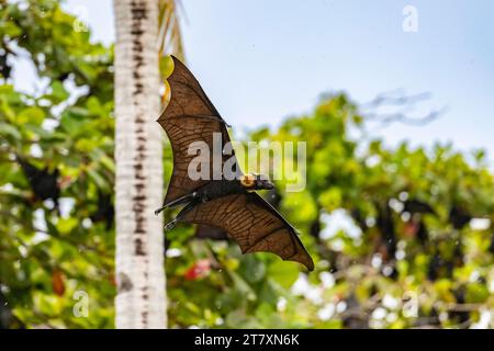 Pipistrello da frutta comune con becco tubolare (Nyctimene albiventer), nell'aria sopra Pulau Panaki, Raja Ampat, Indonesia, Sud-est asiatico, Asia Foto Stock