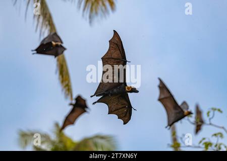 Pipistrelli comuni a becco tubolare (Nyctimene albiventer), nell'aria sopra Pulau Panaki, Raja Ampat, Indonesia, Sud-Est asiatico, Asia Foto Stock