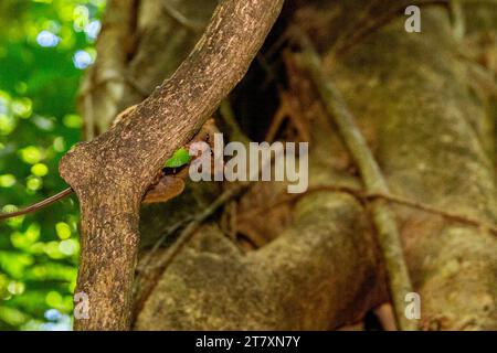 Un Tarsier spettrale di Gursky (Tarsius spectrumgurskyae), che mangia una cavalletta nella riserva naturale di Tangkoko Batuangus, Sulawesi, Indonesia, Sud-Est asiatico Foto Stock