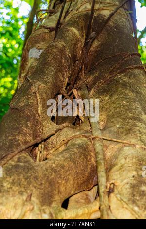 Un Tarsier Gursky's Spectral Tarsier (Tarsius spectrumgurskyae) adulto, nella riserva naturale di Tangkoko Batuangus, Sulawesi, Indonesia, Sud-est asiatico, Asia Foto Stock