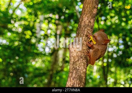 Un Tarsier spettrale di Gursky (Tarsius spectrumgurskyae), che mangia una cavalletta nella riserva naturale di Tangkoko Batuangus, Sulawesi, Indonesia, Sud-Est asiatico Foto Stock