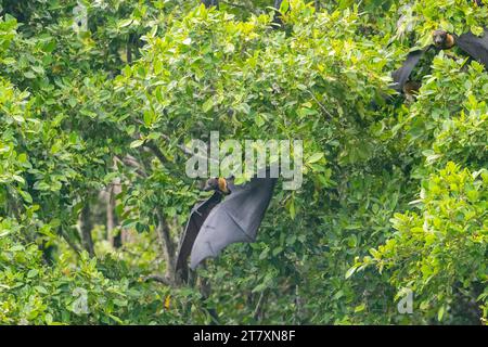 Pipistrelli comuni a becco tubolare (Nyctimene albiventer), nell'aria su Pulau Panaki, Raja Ampat, Indonesia, Sud-Est asiatico, Asia Foto Stock