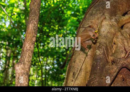 Un Tarsier spettrale di Gursky (Tarsius spectrumgurskyae), che mangia una cavalletta nella riserva naturale di Tangkoko Batuangus, Sulawesi, Indonesia, Sud-Est asiatico Foto Stock