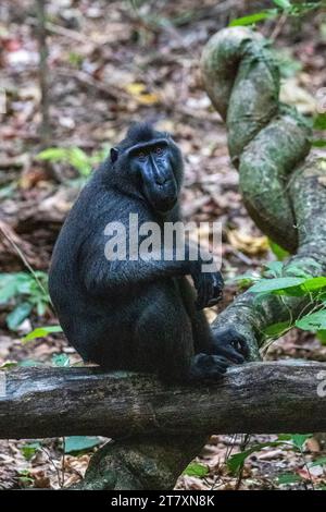 Un macaco crestato di Celebes (Macaca nigra) maschio adulto, che si occupa della riserva naturale di Tangkoko Batuangus, Sulawesi, Indonesia, Sud-Est asiatico, Asia Foto Stock