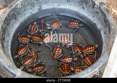 Una vasca piena di cuccioli di tartarughe marine verdi (Chelonia mydas), riserva nazionale di Tangkoko sull'isola di Sulawesi, Indonesia, Sud-est asiatico, Asia Foto Stock