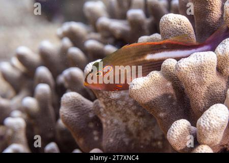 Un pesce Falco ad arco adulto (Paracirrhites arcatus), al largo dell'isola di Bangka, vicino a Manado, Sulawesi, Indonesia, sud-est asiatico, Asia Foto Stock