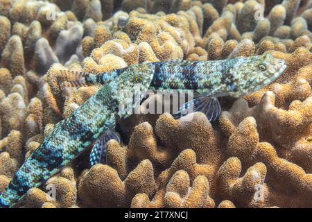 Un paio di pesci lucertola variegati adulti (Synodus variegatus), al largo dell'isola di Bangka, vicino a Manado, Sulawesi, Indonesia, sud-est asiatico, Asia Foto Stock