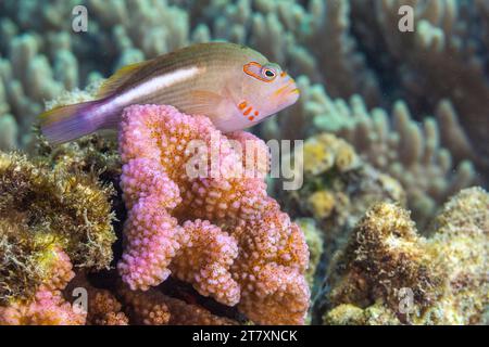 Un pesce Falco ad arco adulto (Paracirrhites arcatus), al largo dell'isola di Bangka, vicino a Manado, Sulawesi, Indonesia, sud-est asiatico, Asia Foto Stock