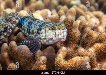 Un paio di pesci lucertola variegati adulti (Synodus variegatus), al largo dell'isola di Bangka, vicino a Manado, Sulawesi, Indonesia, sud-est asiatico, Asia Foto Stock