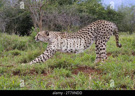 Il giovane ghepardo sudorientale (Acinonyx jubatus jubatus) si estende nella savana, nella provincia di KwaZulu Natal, in Sudafrica, in Africa Foto Stock