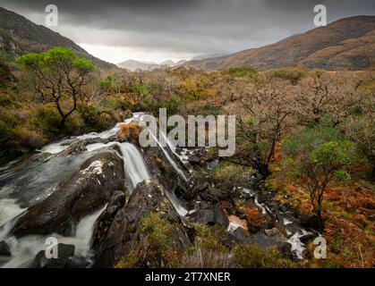 Cascata e foresta, Killarney National Park, County Kerry, Munster, Repubblica d'Irlanda (Eire), Europa Foto Stock