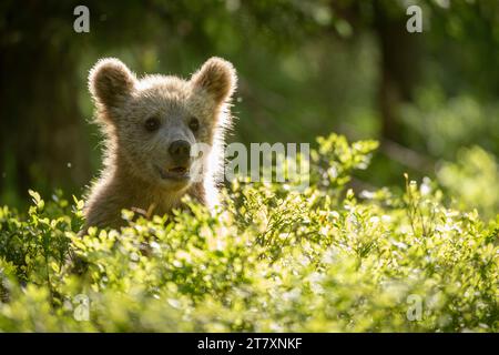 Cucciolo di orso bruno eurasiatico (Ursus arctos arctos) in ambiente forestale, Finlandia, Europa Foto Stock