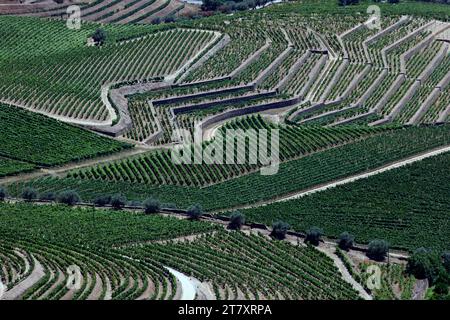 Vigneti nella valle del Douro nel cuore della regione vinicola dell'alto Douro, Pinhao, Portogallo, Europa Foto Stock