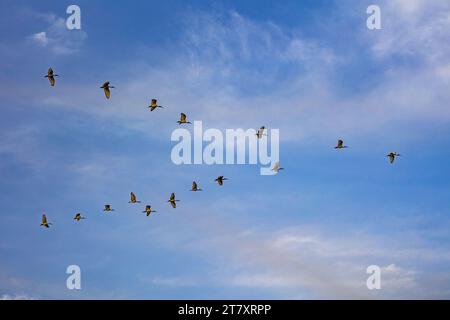 Uccelli che volano sul delta del fiume Saloum in Senegal, Africa occidentale, Africa Foto Stock