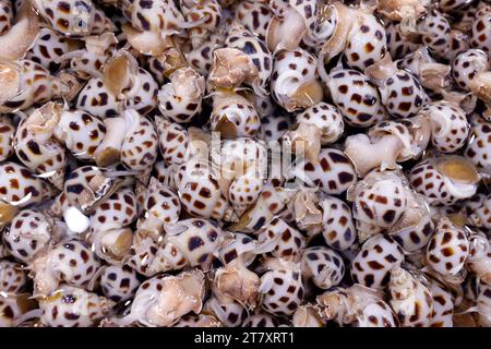 Street Fresh Sea food and fish market, Vung Tau, Vietnam, Indocina, Sud-Est asiatico, Asia Foto Stock