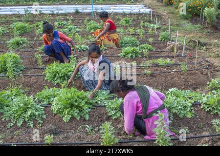 Giardinieri al lavoro in uno dei giardini di Goverdan ecovillage, Maharashtra, India, Asia Foto Stock