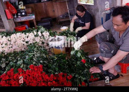 Uomo al lavoro in orticoltura, fabbrica di fiori, produzione di rose, Dalat, Vietnam, Indocina, Sud-est asiatico, Asia Foto Stock