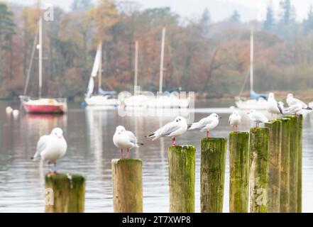 Gabbiani seduti sui pontili in una nebbiosa mattinata autunnale a Windermere, Ambleside, Lake District National Park, Cumbria, Inghilterra Foto Stock