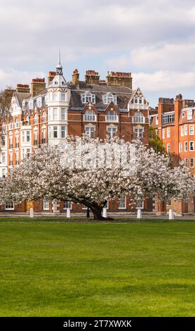 Il melo fiorito a Chelsea, Londra, Inghilterra, Regno Unito, Europa Foto Stock