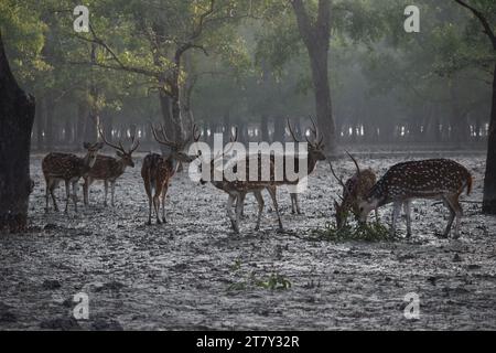 Cervi vaganti nei Sundarbans, Khulna. Bangladesh Foto Stock