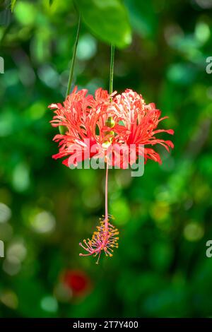 Primo piano di un fiore di ibisco di ragno rosso (Hibiscus schizopetalus) chiamato anche rosemallow con frange, lanterna apanese o ibisco di corallo appeso a un tropi Foto Stock