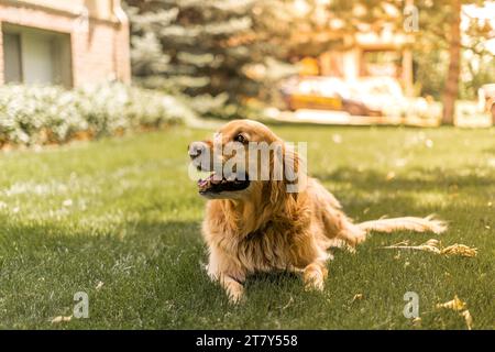 Buon cane Golden Boy a casa nel suo cortile Foto Stock