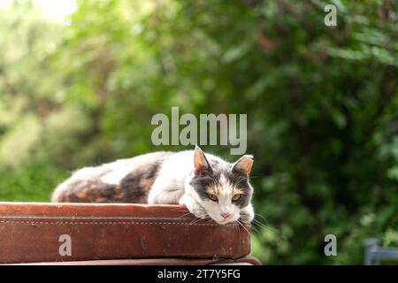 mesce il gatto calico alley in cima alla vasca idromassaggio nelle giornate di sole Foto Stock