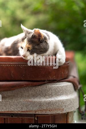 Gatto per orecchie all'aperto nell'angolo della vasca idromassaggio Foto Stock