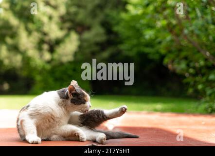 prepara il gatto calico alley in cima alla vasca idromassaggio e si toglie tranquillamente nelle giornate di sole Foto Stock