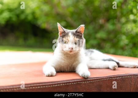 mesce il gatto calico alley in cima alla vasca idromassaggio nelle giornate di sole Foto Stock