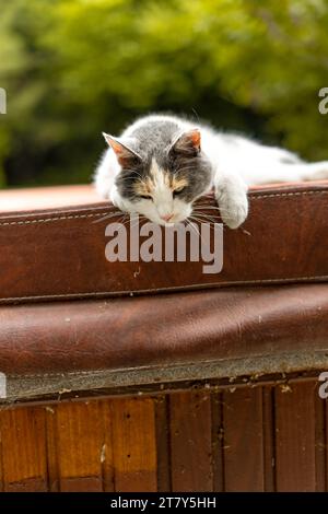 Gatto per orecchio all'aperto nella vasca idromassaggio Foto Stock