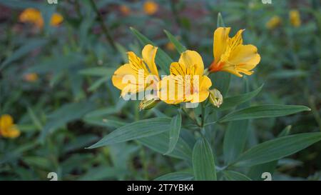 Bellissimi fiori gialli dell'Alstroemeria ligtu, conosciuto anche come Giglio di San Martini, Fiori di Astromelia. Foto Stock